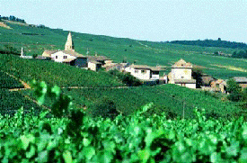 Burgundy countryside